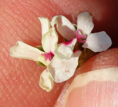 Pelargonium senecioides
