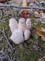 Coprinopsis variegata