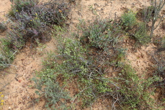 Muraltia rhamnoides