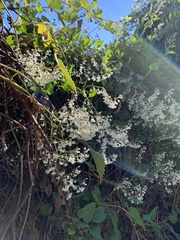 Fallopia baldschuanica