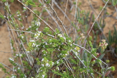 Muraltia rhamnoides