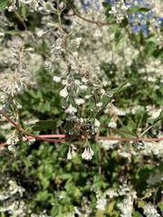 Fallopia baldschuanica