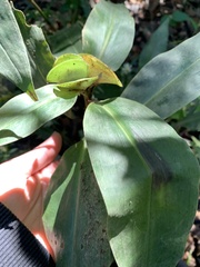 Commelina virginica