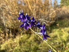 Delphinium glaucum