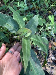 Commelina virginica