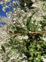 Fallopia baldschuanica