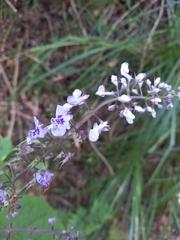 Plectranthus fruticosus