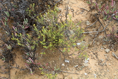 Crassula muricata