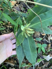Commelina virginica