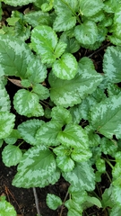 Lamium galeobdolon argentatum