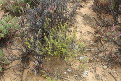 Crassula muricata