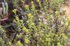 Crassula muricata
