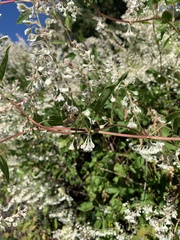 Fallopia baldschuanica