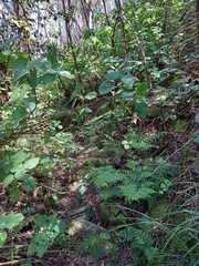 Plectranthus fruticosus