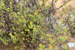 Crassula muricata