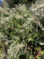 Fallopia baldschuanica