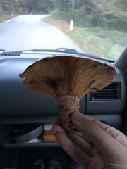 Lactarius deliciosus