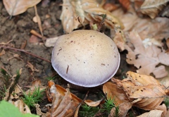 Cortinarius traganus