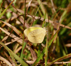 Eurema daira