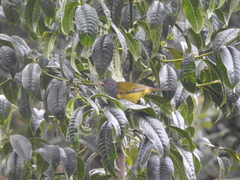 Cnemoscopus rubrirostris