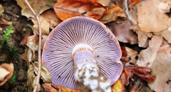 Cortinarius traganus