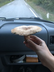 Lactarius deliciosus