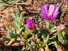 Lampranthus debilis