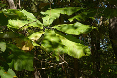 Magnolia macrophylla