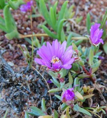 Lampranthus debilis