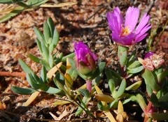 Lampranthus debilis