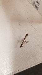 Amblyptilia pica