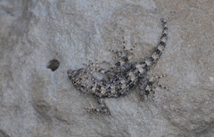Pristurus carteri