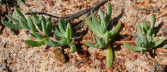 Lampranthus debilis