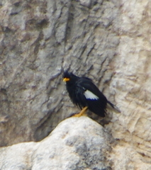 Acridotheres grandis