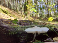 Oudemansiella australis