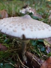 Macrolepiota mastoidea