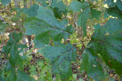 Quercus velutina