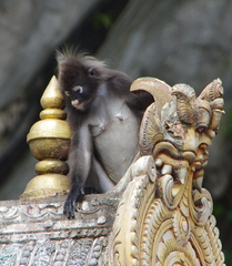 Trachypithecus obscurus