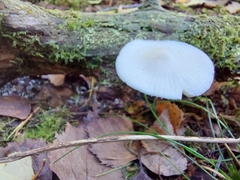 Oudemansiella australis