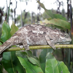 Bradypodion damaranum