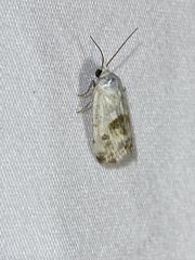 Ponometia candefacta