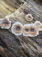 Stereum sanguinolentum