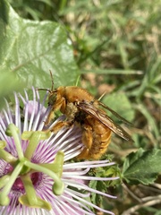 Xylocopa griswoldi