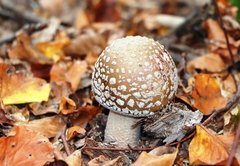 Amanita rubescens