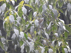 Diglossa albilatera