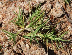 Cenchrus clandestinus