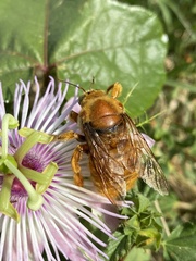 Xylocopa griswoldi