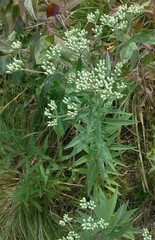 Eupatorium altissimum
