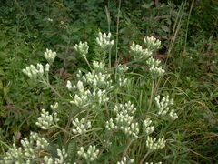 Eupatorium altissimum
