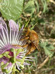 Xylocopa griswoldi